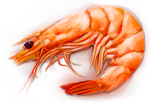 Shrimp 12 - Shrimp, Transparent background PNG HD thumbnail