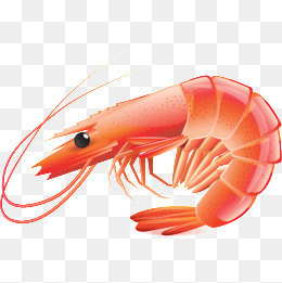 Shrimp, Orange Shrimp, Hand Painted Shrimp, Cartoon Shrimp Png Image - Shrimp, Transparent background PNG HD thumbnail