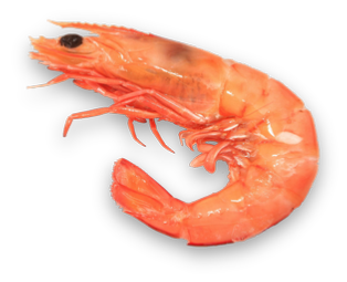 Dried shrimp, Shrimp, Dried S