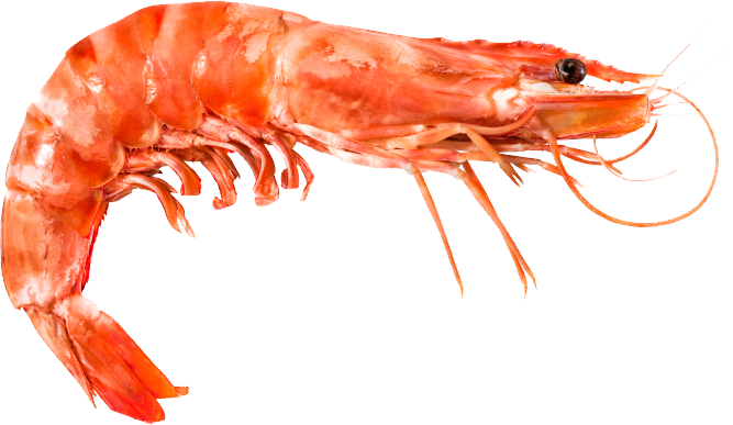 Shrimp PNG, PNG Shrimp - Free PNG