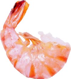 PNG Shrimp-PlusPNG.com-600