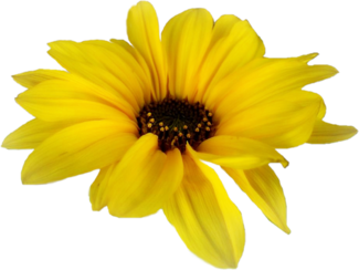 . Hdpng.com Daisy Single Yellow.png Hdpng.com  - Single Flower, Transparent background PNG HD thumbnail