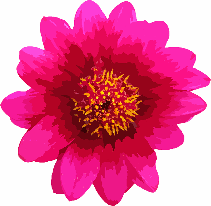 Flower, Macro, Single, Pink, Daisy, Floral, Nature - Single Flower, Transparent background PNG HD thumbnail