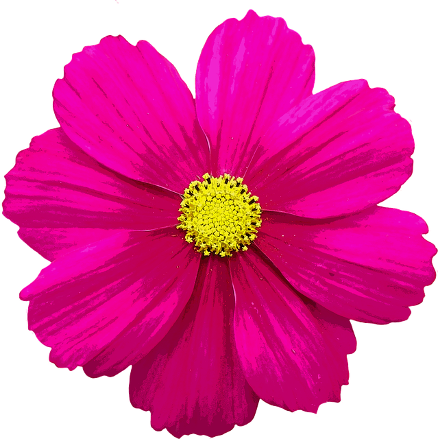 Free Illustration: Blossom, Bloom, Flower, Color   Free Image On Pixabay   1875080 - Single Flower, Transparent background PNG HD thumbnail