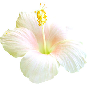 Nld Pf Flower.png - Single Flower, Transparent background PNG HD thumbnail