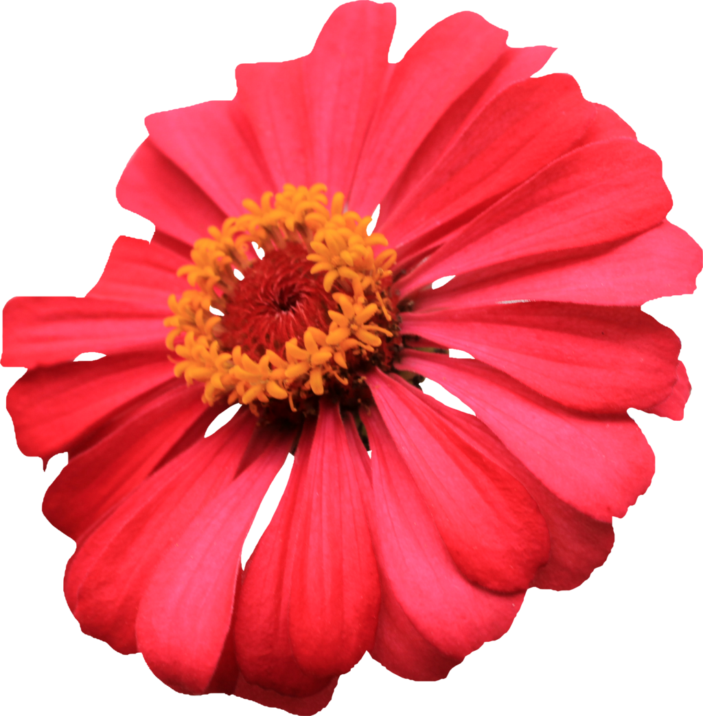 . Hdpng.com Red Single Layer Zinnia Png By Thy Darkest Hour - Single Flower, Transparent background PNG HD thumbnail