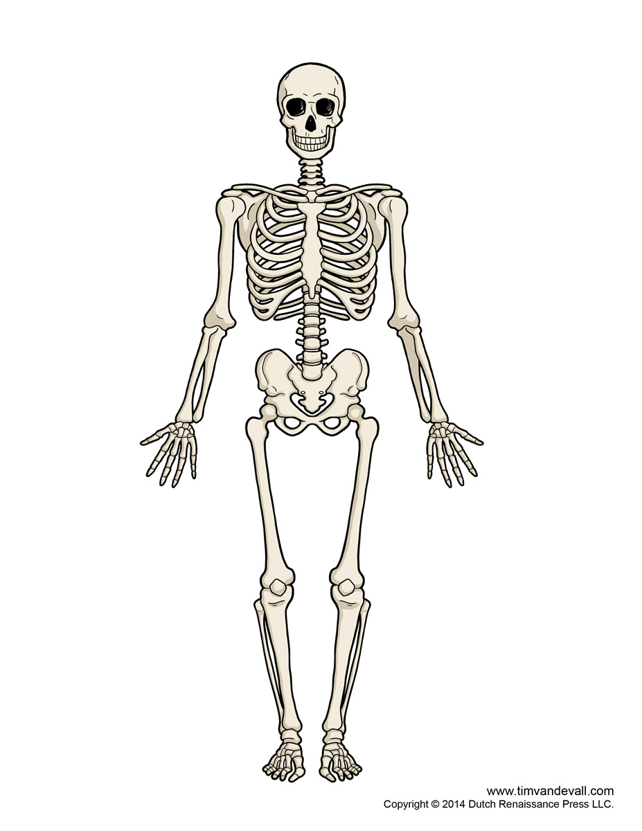 Human Bones Diagram Diagram Of Human Skeleton - Skeleton Bones, Transparent background PNG HD thumbnail
