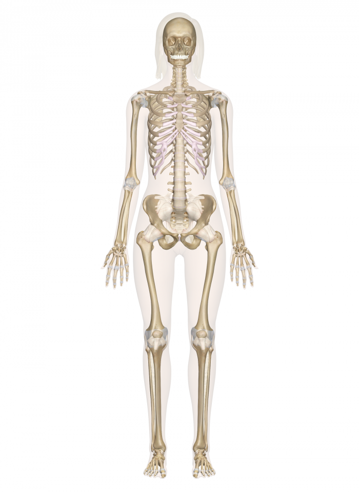Skeletal System - Skeleton Bones, Transparent background PNG HD thumbnail