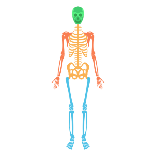 Skeletal System Human Body Colored Bones Png - Skeleton Bones, Transparent background PNG HD thumbnail