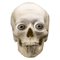 PNG Skeleton Head -  Skeleton Head-Plus