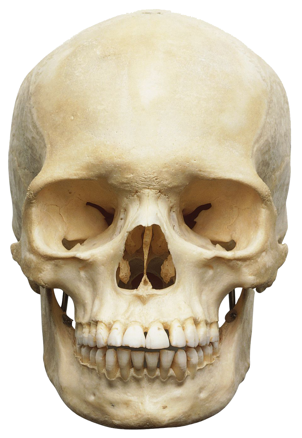Download Skeleton Head PNG images transparent gallery. , PNG Skeleton Head - Free PNG