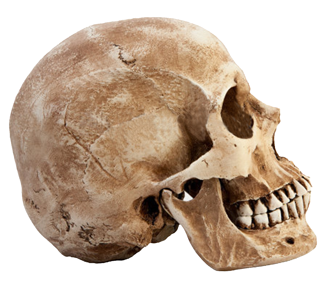 PNG Skeleton Head - Download Skull Ima