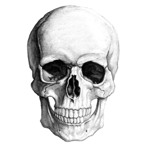 PNG Skeleton Head - : Small · Medium �