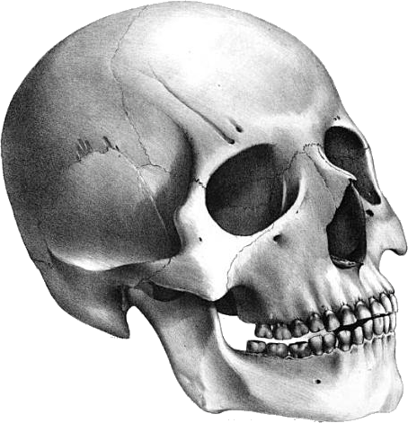 Transparent Skulls PNG Clipar