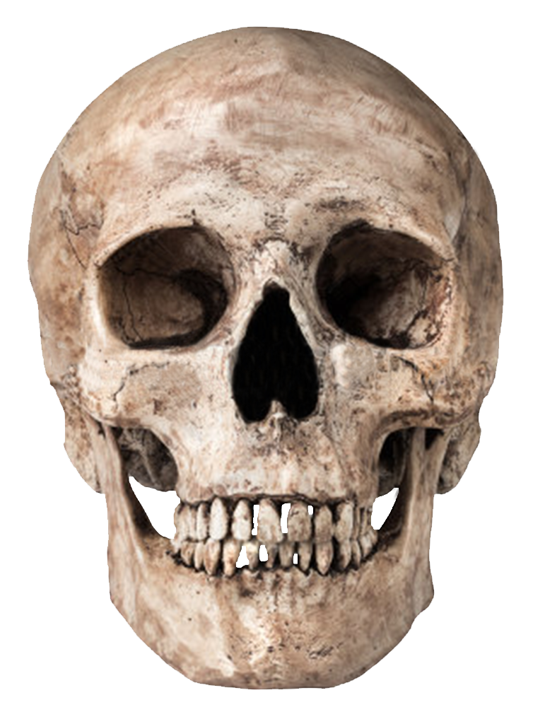 PNG Skeleton Head - Skull Image Im