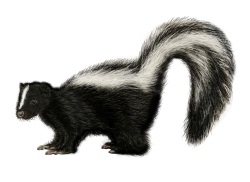 Skunk Control: Getting Rid Of Skunks   Removal U0026 Treatment | Orkin Pluspng Pluspng.com - Skunk, Transparent background PNG HD thumbnail