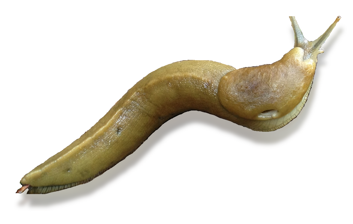 Slug Banana Slug - Slug, Transparent background PNG HD thumbnail