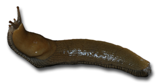 Slug Banana slug