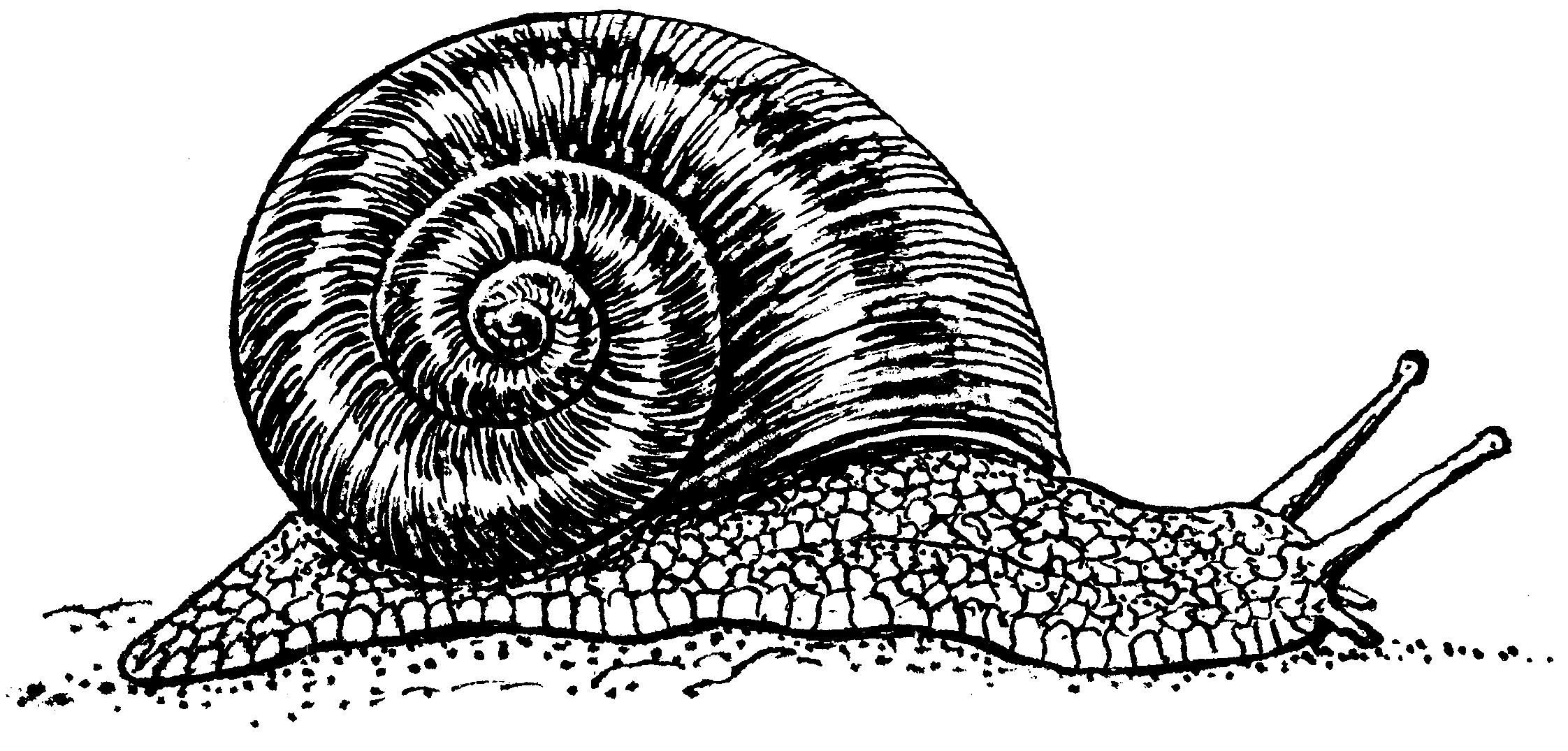 Png Snail Black And White - File:snail (Psf).png, Transparent background PNG HD thumbnail