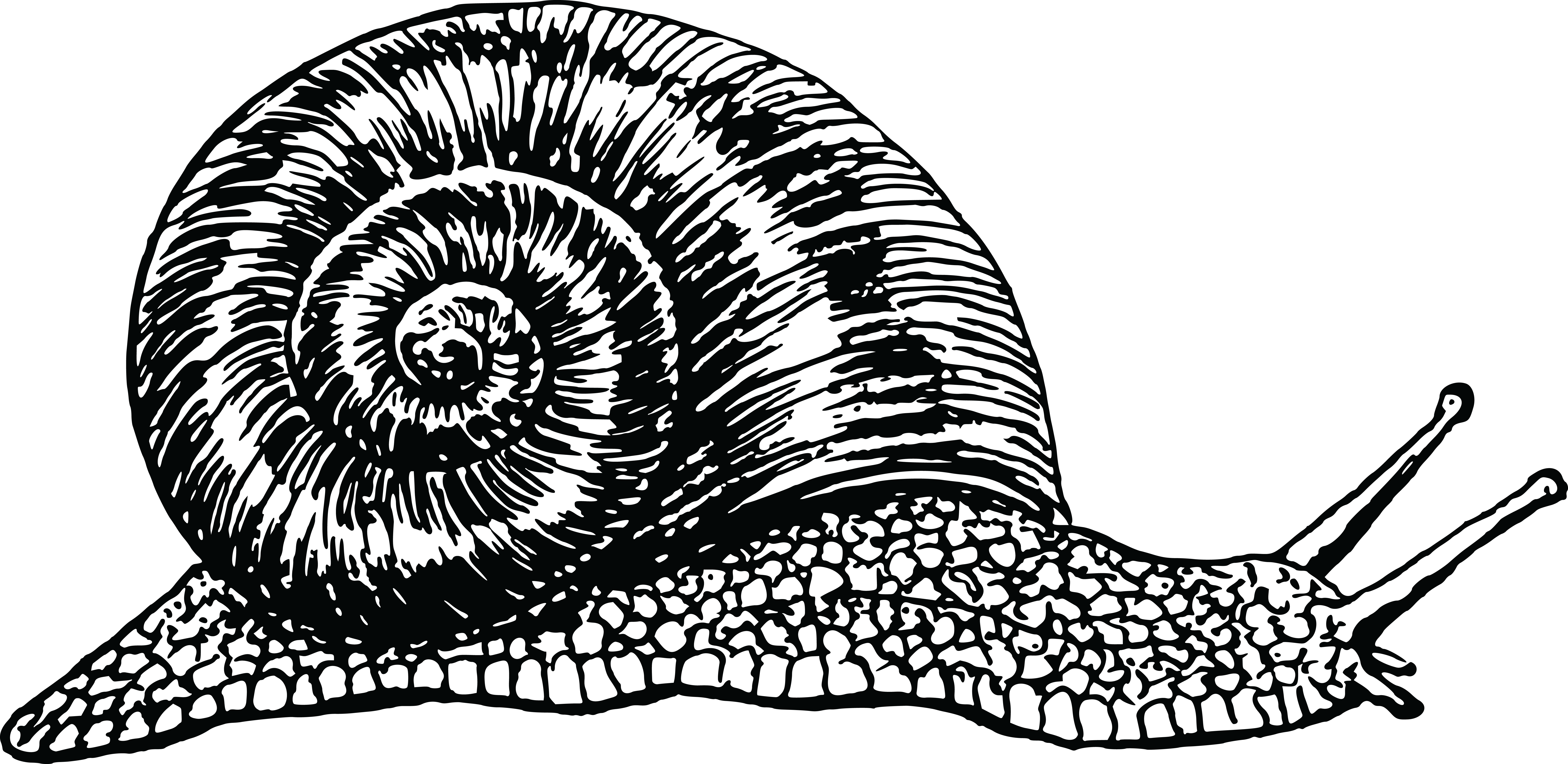 Png Snail Black And White - Free Clipart Of A Black And White Snail #0001512 ., Transparent background PNG HD thumbnail