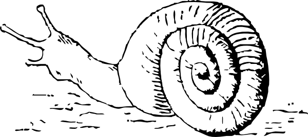 Png: Small · Medium · Large - Snail Black And White, Transparent background PNG HD thumbnail