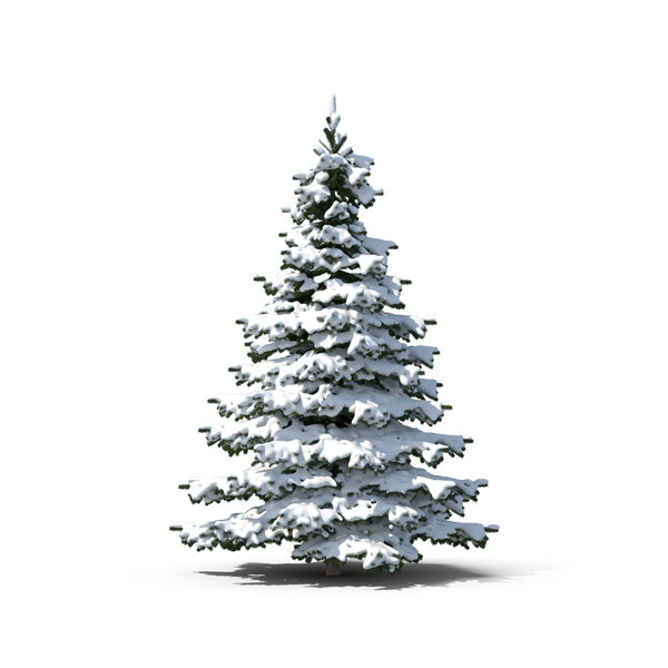 Evergreen Tree Covered In Snow - Snowy, Transparent background PNG HD thumbnail