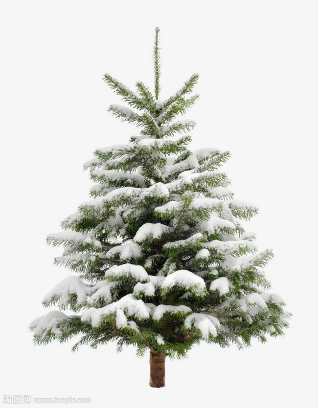 Pine Trees, Snowy Winter Tree, Snow Branches, Snow Free Png Image - Snowy, Transparent background PNG HD thumbnail