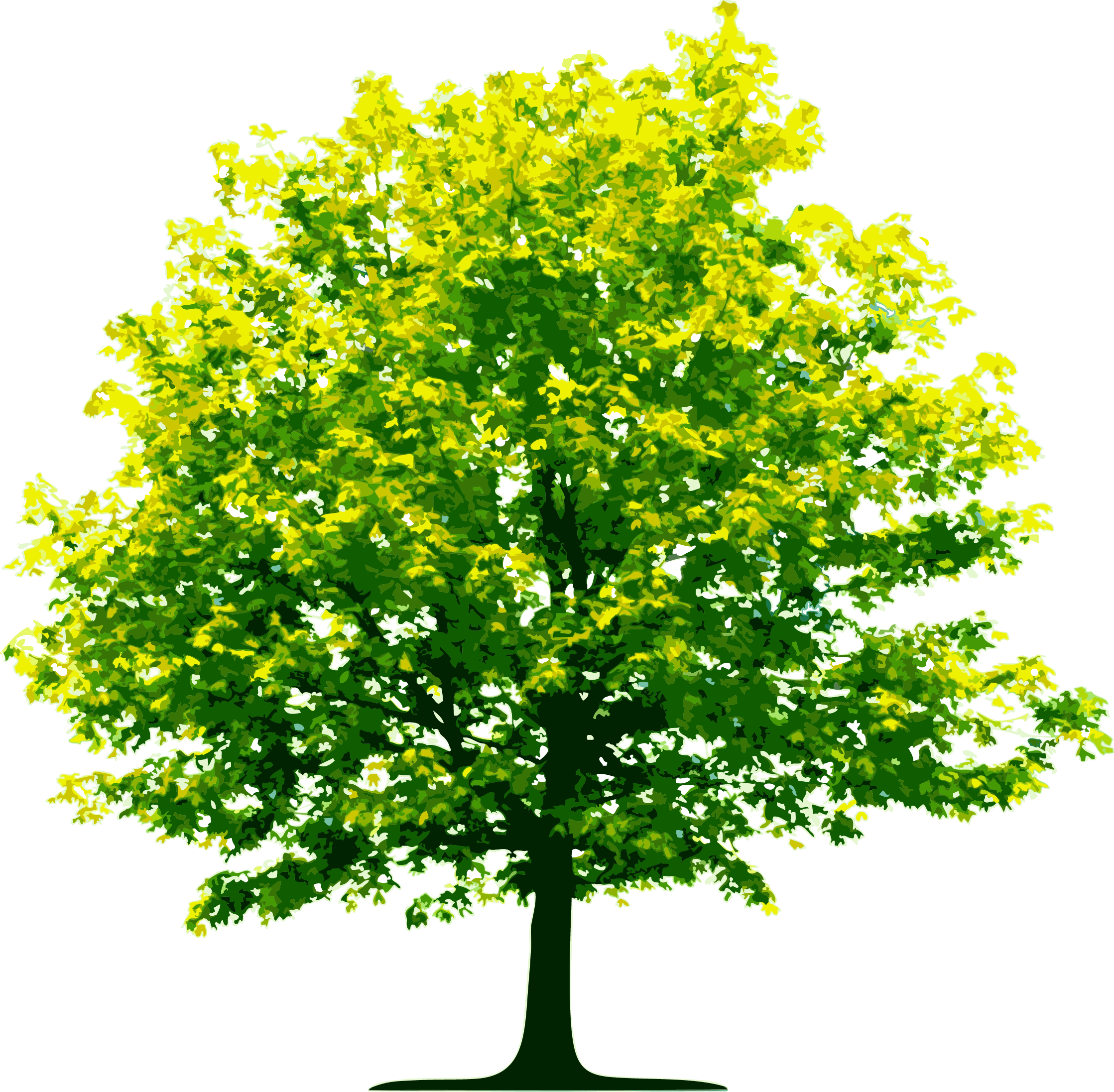 Explore Tree Care, Maple Tree And More! - Spring Tree, Transparent background PNG HD thumbnail