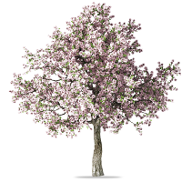 Png Spring Tree - Fannin_Treethrivetrees_Spring Spring Treatment, Transparent background PNG HD thumbnail