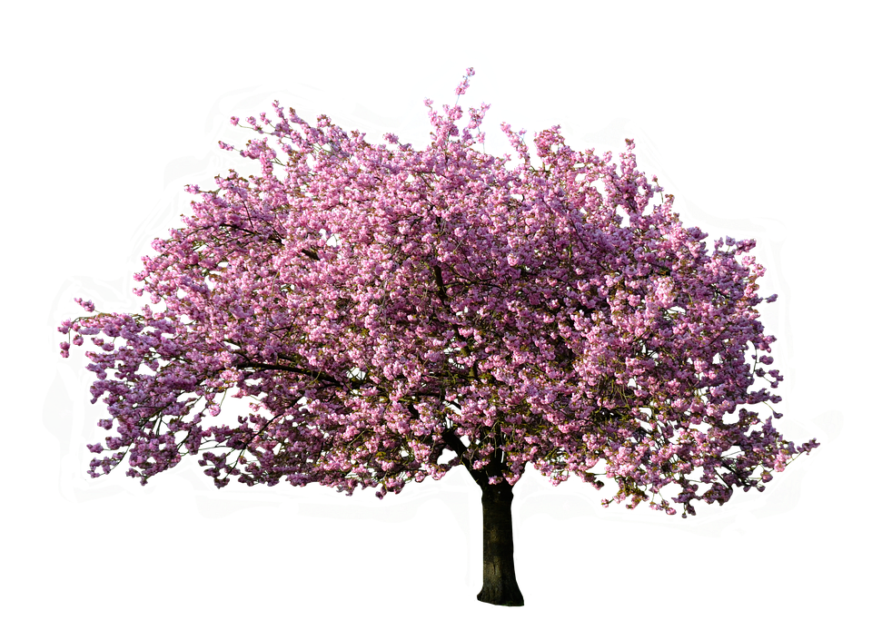 Nature, Tree, Magnolia, Blossom, Bloom, Isolated - Spring Tree, Transparent background PNG HD thumbnail