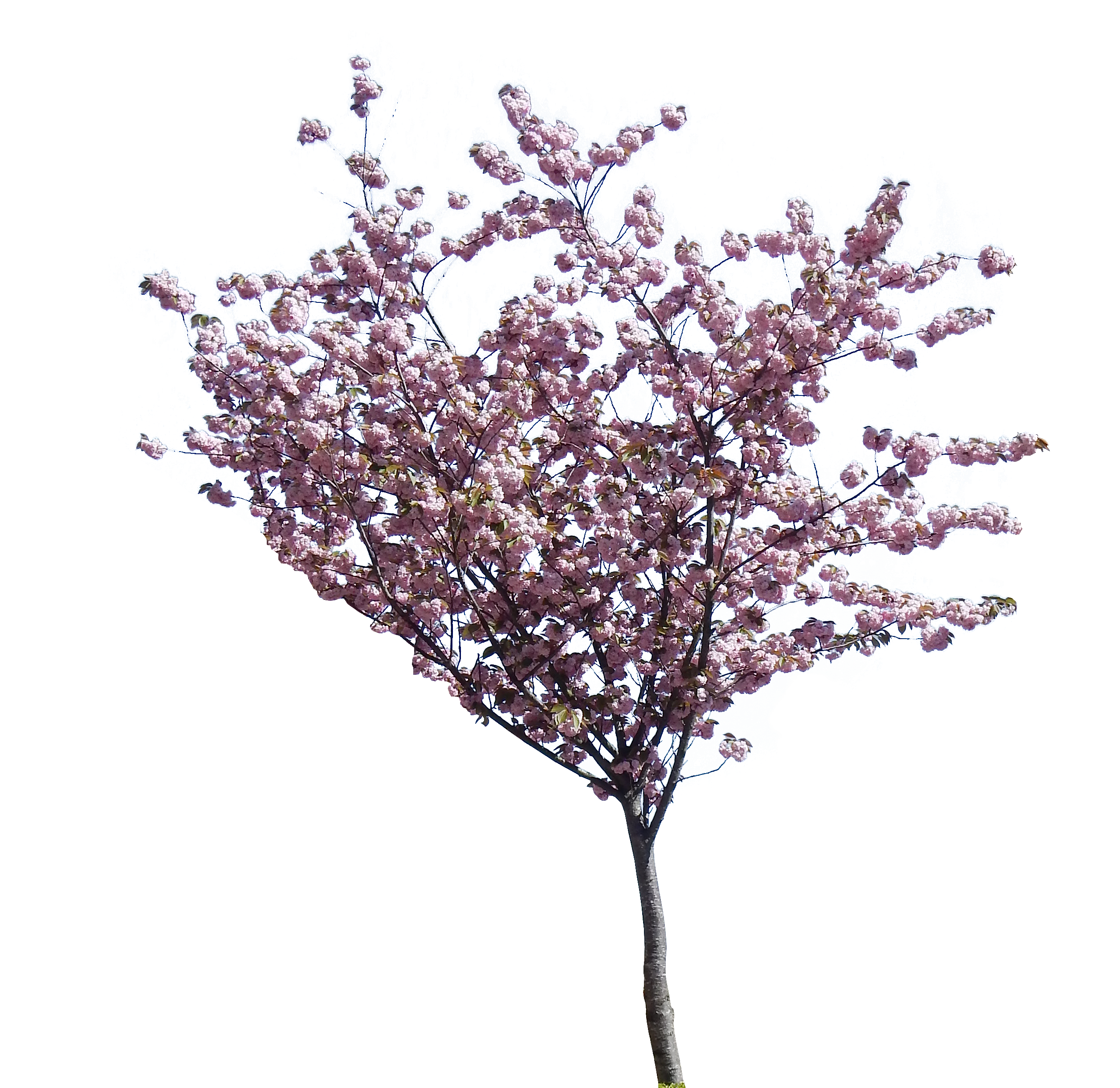 Image - Green Spring Tree PNG