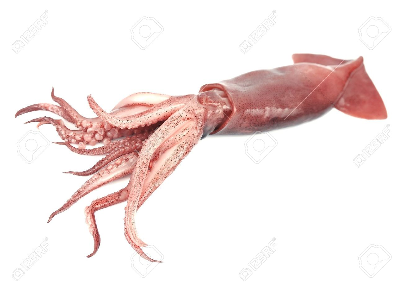 37Fe49F.png - Squid, Transparent background PNG HD thumbnail