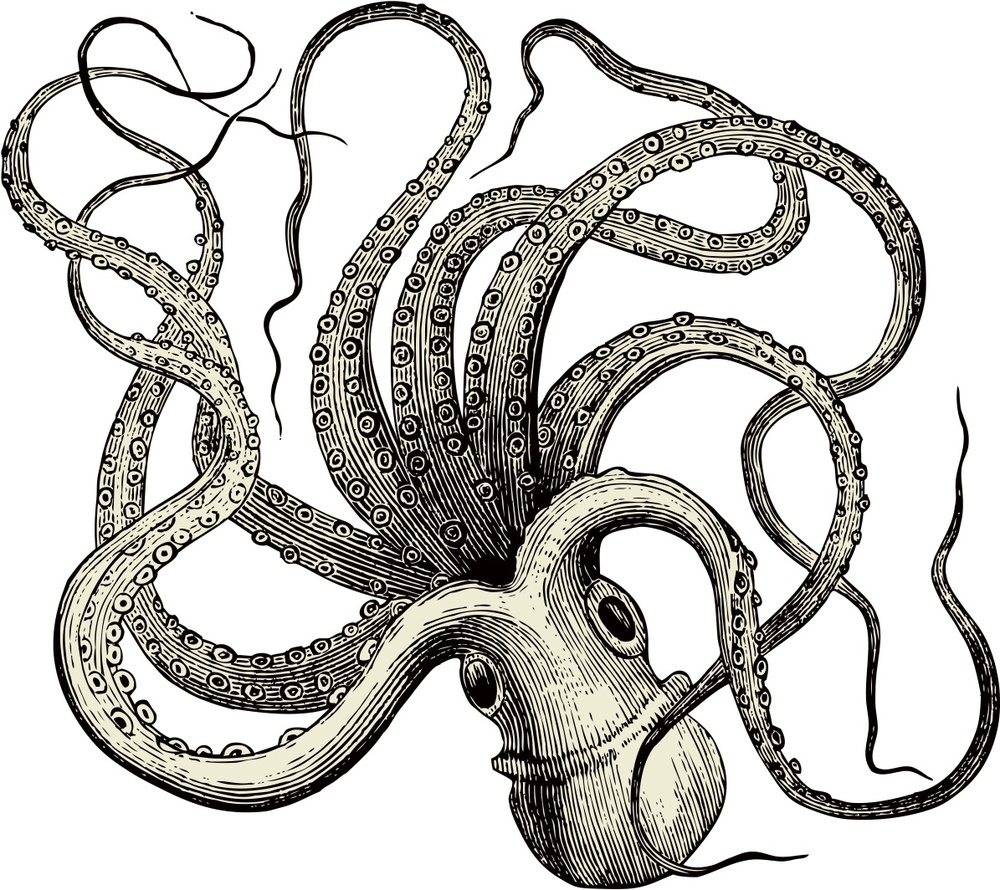 Cafc632.png - Squid, Transparent background PNG HD thumbnail