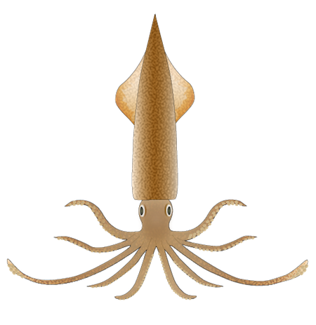 File:spear Squid.png - Squid, Transparent background PNG HD thumbnail