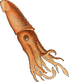 File:squid Transparent.png - Squid, Transparent background PNG HD thumbnail