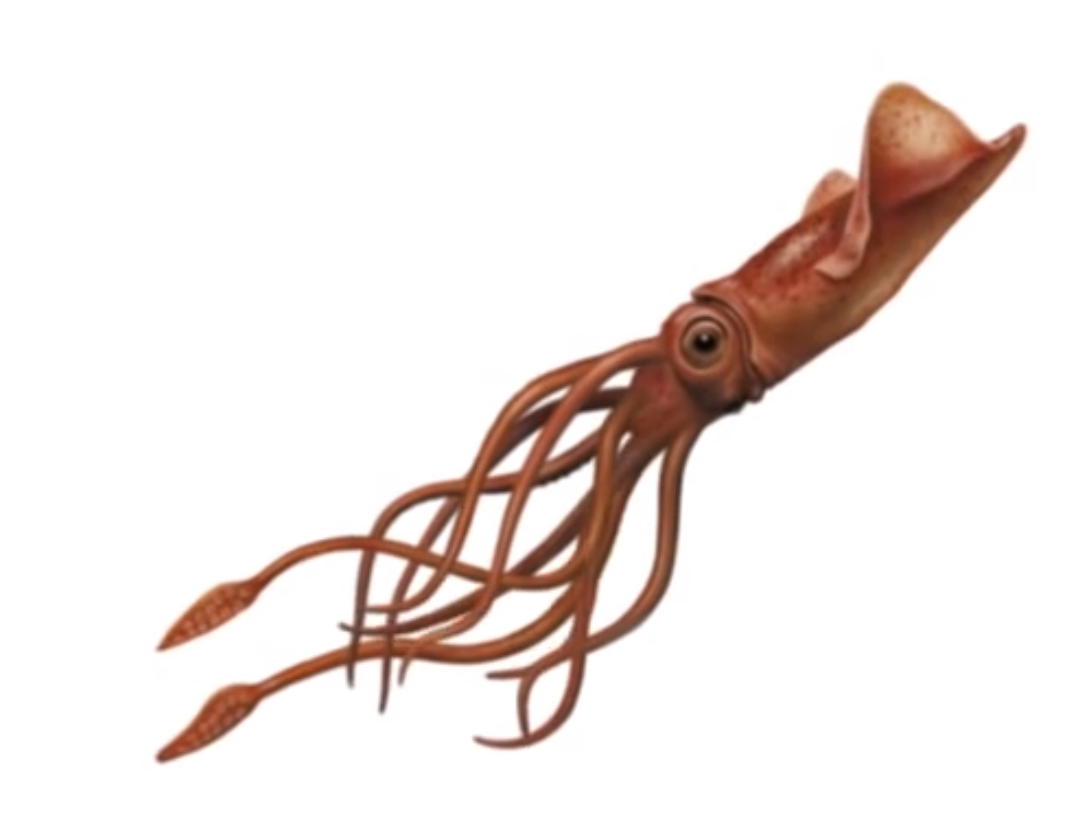 Image   Giant Squid Book 27 Cover Morph.png | Seerowpedia | Fandom Powered By Wikia - Squid, Transparent background PNG HD thumbnail