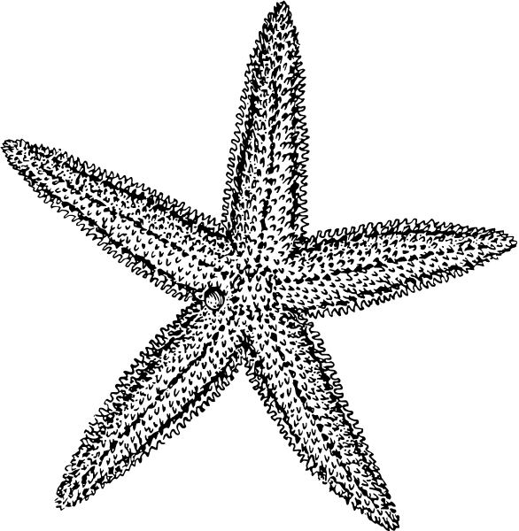 Clipart Info - Starfish Black And White, Transparent background PNG HD thumbnail