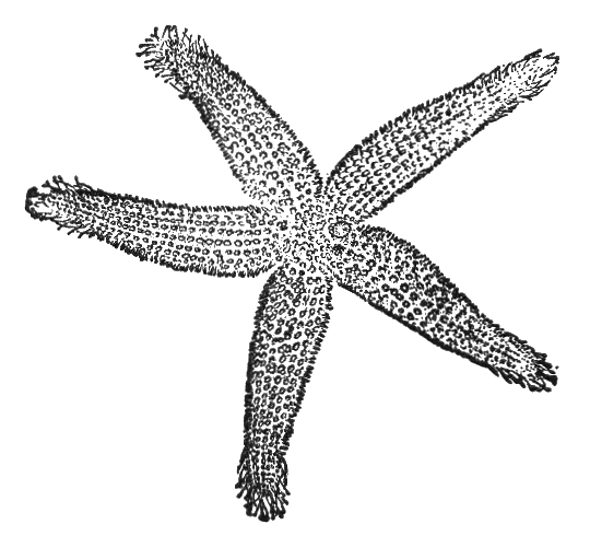 File:nsrw Starfish.png - Starfish Black And White, Transparent background PNG HD thumbnail