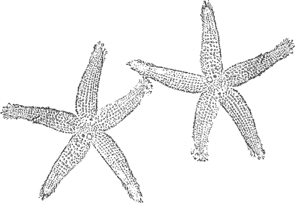 Png Starfish Black And White - Png: Small · Medium · Large, Transparent background PNG HD thumbnail