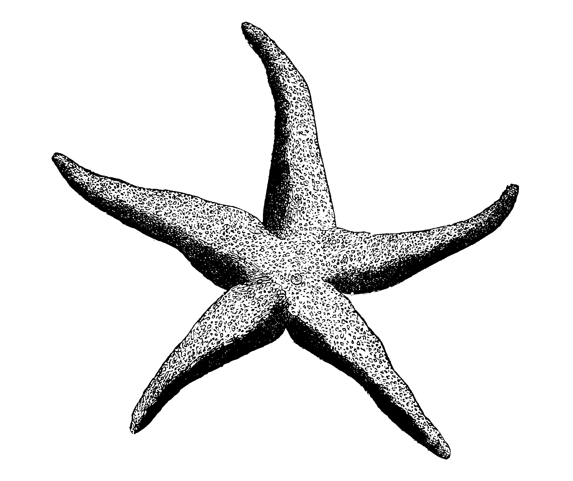 Sea Star Diversity Drawing - Starfish Black And White, Transparent background PNG HD thumbnail