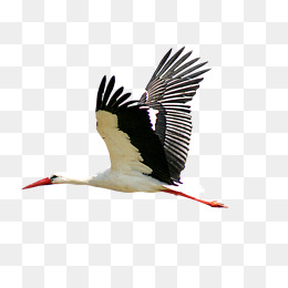 Flying Storks, Stork Material, Flying Style, Bird Material Png Image - Stork, Transparent background PNG HD thumbnail