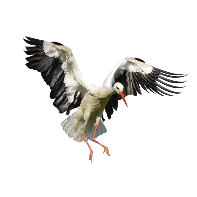 Free Photo: Stork, Ave, Animals, Wings   Free Image On Pixabay   2502011 - Stork, Transparent background PNG HD thumbnail