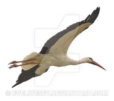 Stork Flying Png By Evelivesey Hdpng.com  - Stork, Transparent background PNG HD thumbnail