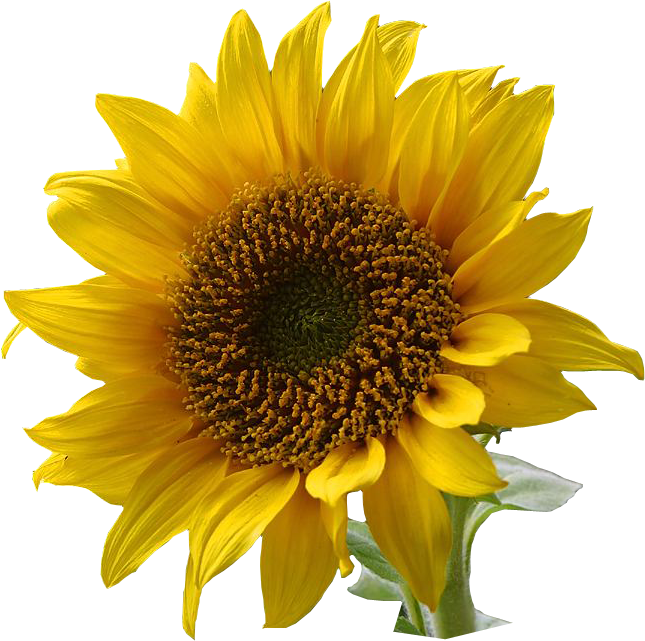 File:a Sunflower Edited.png - Sunflower, Transparent background PNG HD thumbnail