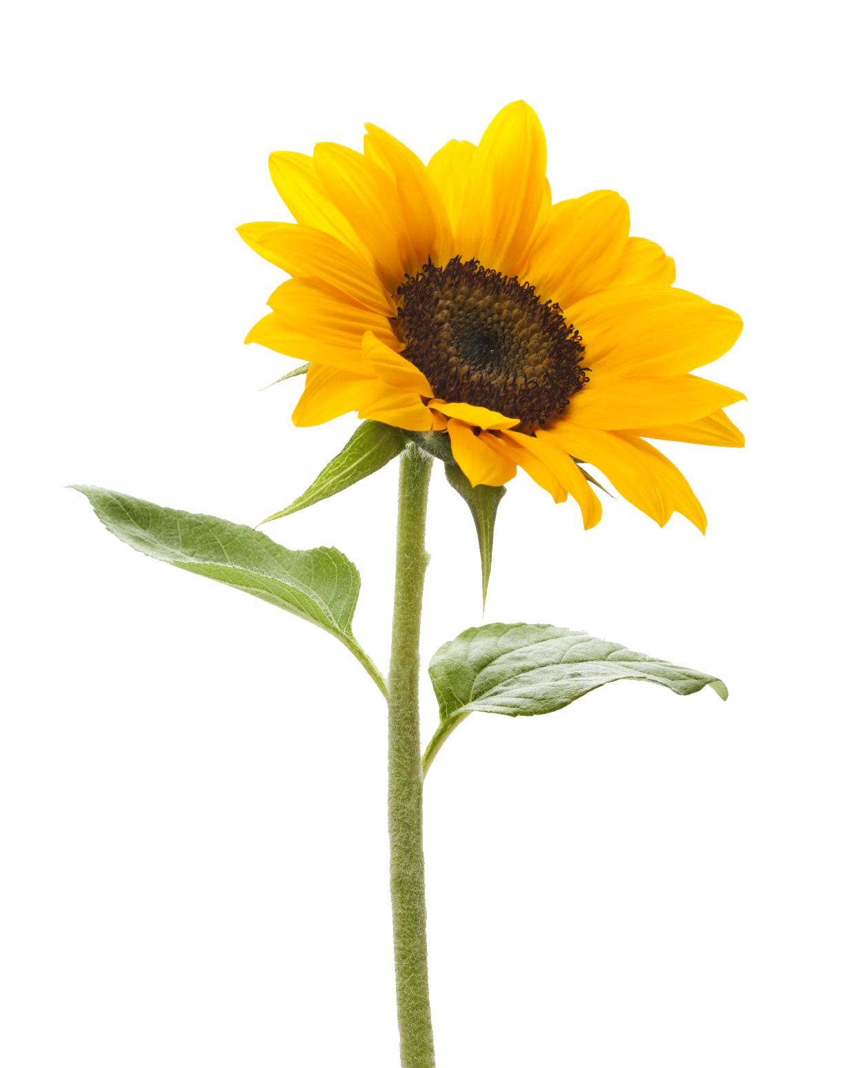 Sunflower - Sunflower, Transparent background PNG HD thumbnail