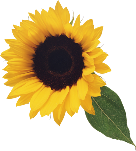 Sunflower PNG Clipart