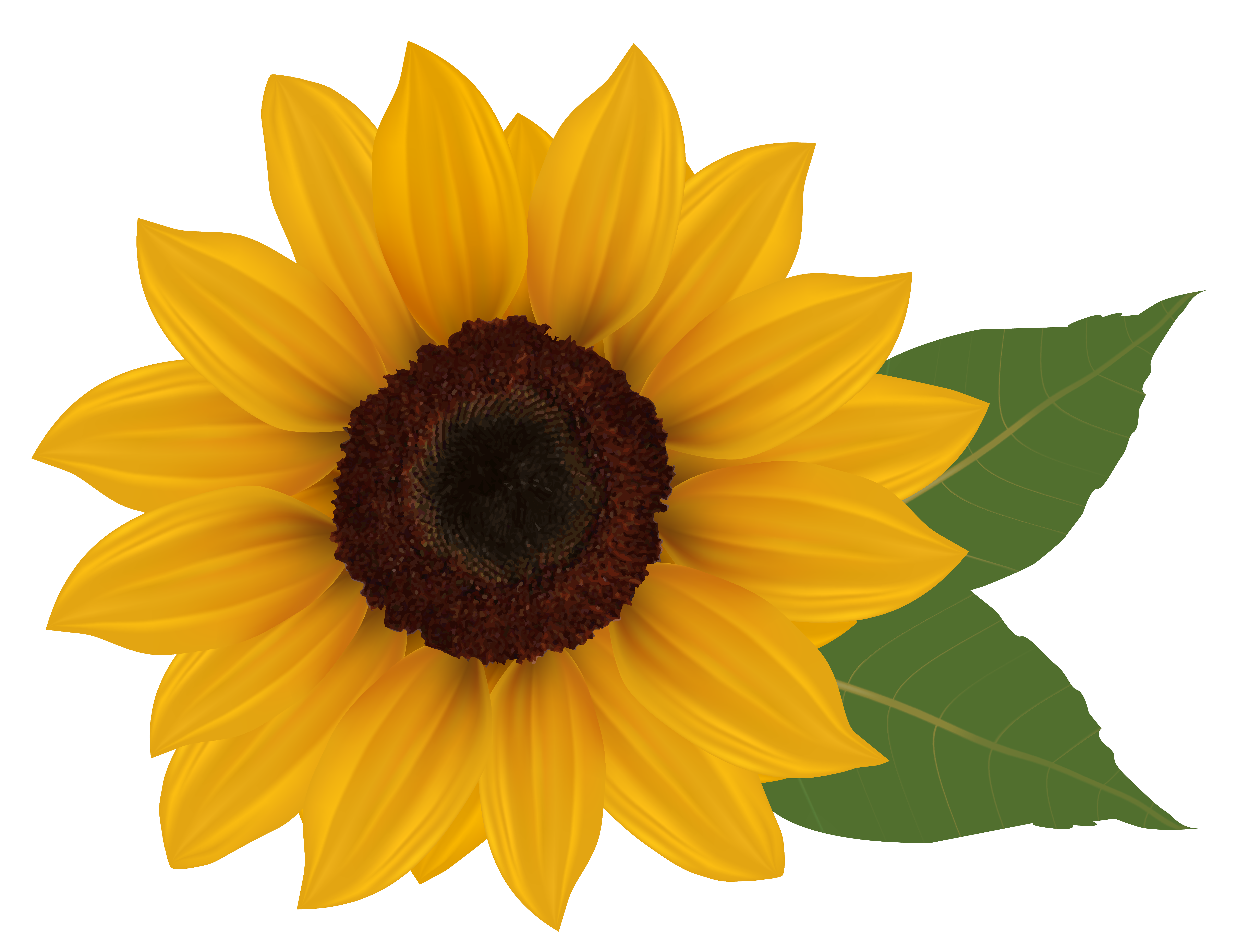 Sunflower Png - Sunflower, Transparent background PNG HD thumbnail