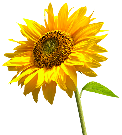 Sunflower Png By Lg Design Hdpng.com  - Sunflower, Transparent background PNG HD thumbnail