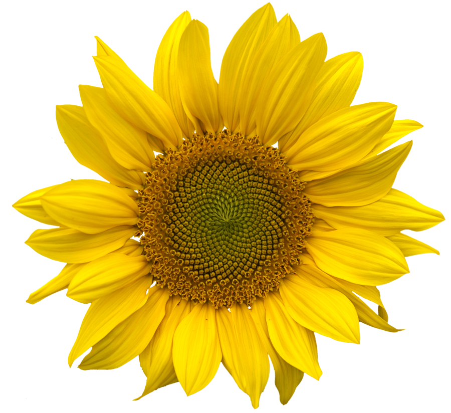 Sunflower Png Clearcut Stock By Astoko Hdpng.com  - Sunflower, Transparent background PNG HD thumbnail