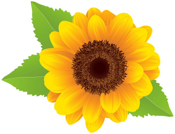Sunflower Png Clip Art Image - Sunflower, Transparent background PNG HD thumbnail